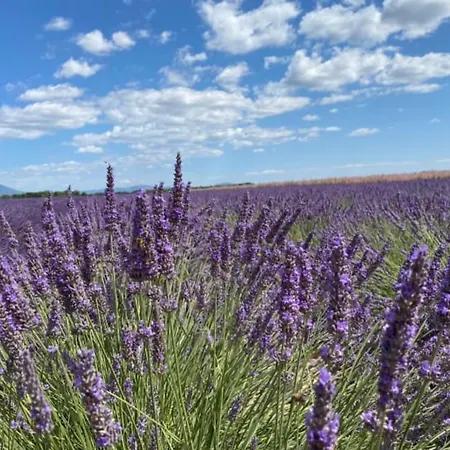 04b9 Beautiful T3 In The Heart Of Lavender - Pool * Brunet